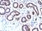 Ferritin Light Chain antibody, GTX02641, GeneTex, Immunohistochemistry paraffin image 