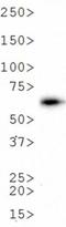 Firefly Luciferase antibody, NB600-307, Novus Biologicals, Western Blot image 