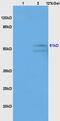 Gamma-Aminobutyric Acid Type A Receptor Gamma2 Subunit antibody, GTX51587, GeneTex, Western Blot image 