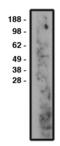 Sphingomyelin Phosphodiesterase 3 antibody, MBS395854, MyBioSource, Western Blot image 