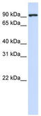 MIA SH3 Domain ER Export Factor 2 antibody, TA345939, Origene, Western Blot image 
