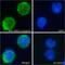 NLR Family Pyrin Domain Containing 3 antibody, 45-435, ProSci, Immunofluorescence image 