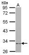 mAR-1 antibody, NBP2-19496, Novus Biologicals, Western Blot image 