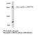 Neuropilin-2 antibody, PA5-75451, Invitrogen Antibodies, Western Blot image 