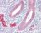 ADAM Metallopeptidase Domain 33 antibody, PA5-28128, Invitrogen Antibodies, Immunohistochemistry frozen image 