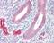 ADA33 antibody, PA5-28128, Invitrogen Antibodies, Immunohistochemistry frozen image 
