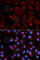 Monoamine Oxidase B antibody, A1568, ABclonal Technology, Immunofluorescence image 