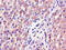 Aldose reductase antibody, CSB-PA001539LA01HU, Cusabio, Immunohistochemistry frozen image 