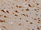 TGF-Beta Activated Kinase 1 (MAP3K7) Binding Protein 3 antibody, CSB-PA133615, Cusabio, Immunohistochemistry frozen image 