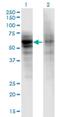 Dual Serine/Threonine And Tyrosine Protein Kinase antibody, H00025778-M06, Novus Biologicals, Western Blot image 