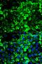 Tropomyosin 1 antibody, orb49155, Biorbyt, Immunofluorescence image 