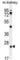 Pyroglutamyl-Peptidase I antibody, abx026384, Abbexa, Western Blot image 