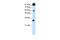 CCCTC-Binding Factor antibody, PA5-41514, Invitrogen Antibodies, Western Blot image 