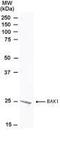 BCL2 Antagonist/Killer 1 antibody, PA1-31513, Invitrogen Antibodies, Western Blot image 