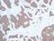 C-X-C Motif Chemokine Ligand 10 antibody, GTX31176, GeneTex, Immunohistochemistry paraffin image 