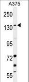 Lysine Demethylase 4B antibody, LS-C165361, Lifespan Biosciences, Western Blot image 