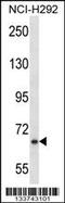 MYB Proto-Oncogene, Transcription Factor antibody, 57-402, ProSci, Western Blot image 