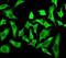 Mechanistic Target Of Rapamycin Kinase antibody, ab109268, Abcam, Immunofluorescence image 