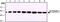 Tubulin antibody, GTX11312, GeneTex, Western Blot image 