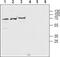 Cholinergic Receptor Nicotinic Beta 2 Subunit antibody, PA5-77508, Invitrogen Antibodies, Western Blot image 