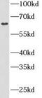 Testican-2 antibody, FNab08187, FineTest, Western Blot image 