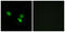 Mitochondrial Ribosomal Protein S18C antibody, GTX87389, GeneTex, Immunocytochemistry image 