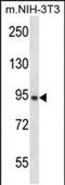 GRAM Domain Containing 1A antibody, PA5-48654, Invitrogen Antibodies, Western Blot image 