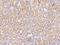 BEN Domain Containing 4 antibody, 204527-T08, Sino Biological, Immunohistochemistry frozen image 