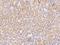 BEN Domain Containing 4 antibody, 204527-T08, Sino Biological, Immunohistochemistry frozen image 