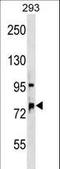 Oxysterol Binding Protein Like 11 antibody, LS-C158507, Lifespan Biosciences, Western Blot image 