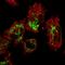 HMGE antibody, HPA036647, Atlas Antibodies, Immunofluorescence image 