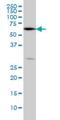 Oxidative Stress Responsive Kinase 1 antibody, H00009943-M09, Novus Biologicals, Western Blot image 