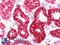 Cytochrome C Oxidase Subunit 4I1 antibody, LS-B10751, Lifespan Biosciences, Immunohistochemistry paraffin image 