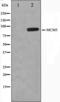 Minichromosome Maintenance Complex Component 5 antibody, orb224516, Biorbyt, Western Blot image 