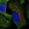 C-Terminal Src Kinase antibody, HPA028425, Atlas Antibodies, Immunofluorescence image 