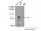 Ecdysoneless Cell Cycle Regulator antibody, 10192-1-AP, Proteintech Group, Immunoprecipitation image 