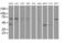 Golgi Reassembly Stacking Protein 1 antibody, MA5-25160, Invitrogen Antibodies, Western Blot image 