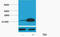Histone Cluster 1 H2B Family Member A antibody, STJ97175, St John