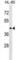 Ras Association Domain Family Member 7 antibody, abx029181, Abbexa, Western Blot image 