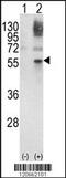 GATA Binding Protein 2 antibody, 62-454, ProSci, Western Blot image 