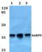 Heterogeneous Nuclear Ribonucleoprotein D antibody, PA5-75200, Invitrogen Antibodies, Western Blot image 