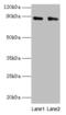 Complement Factor B antibody, CSB-PA11049A0Rb, Cusabio, Western Blot image 