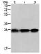 Programmed Cell Death 10 antibody, PA5-49709, Invitrogen Antibodies, Western Blot image 