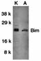 BCL2 Like 11 antibody, orb67510, Biorbyt, Western Blot image 