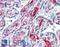 5'-Nucleotidase Ecto antibody, LS-B3428, Lifespan Biosciences, Immunohistochemistry frozen image 