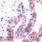 Occludin antibody, PA1-39440, Invitrogen Antibodies, Immunohistochemistry frozen image 