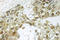 NFKB Inhibitor Alpha antibody, LS-C177650, Lifespan Biosciences, Immunohistochemistry frozen image 