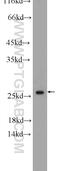 Translin antibody, 55426-1-AP, Proteintech Group, Western Blot image 