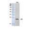 Neurotensin/neuromedin N antibody, PA5-51123, Invitrogen Antibodies, Western Blot image 