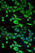 Hydroxyacyl-CoA Dehydrogenase Trifunctional Multienzyme Complex Subunit Alpha antibody, A5346, ABclonal Technology, Immunofluorescence image 